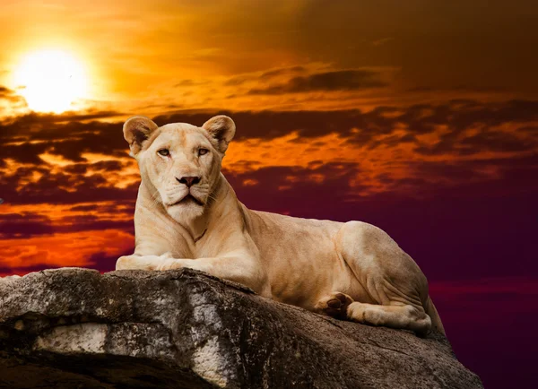 White Lioness on rock — Stok fotoğraf