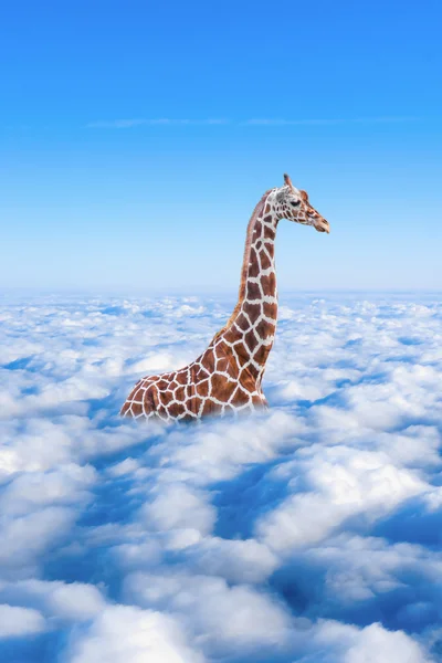 Large giraffe  in the clouds — Stock Photo, Image