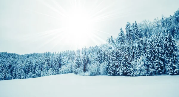 Árboles cubiertos de nieve — Foto de Stock