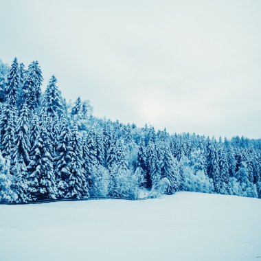 Karla kaplı ağaçlar