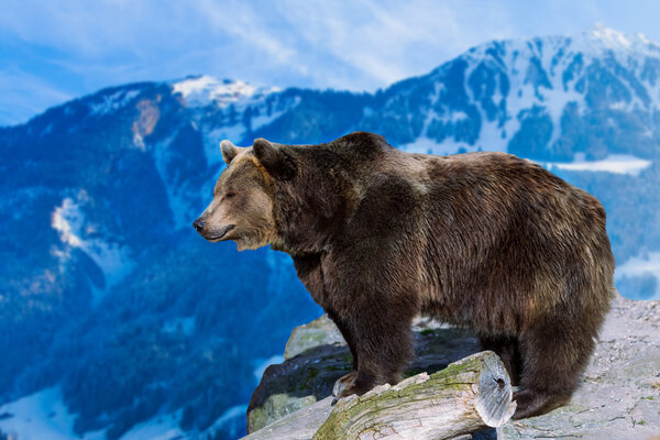 Бурый медведь в дикой природе
