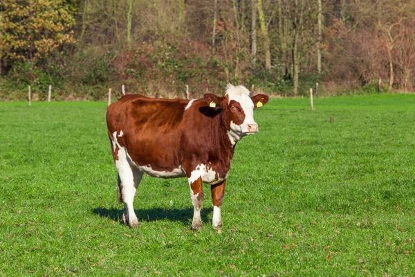 Dojné krávy pasoucí se na louce. — Stock fotografie