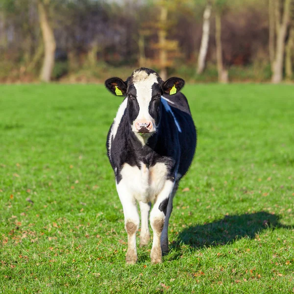 Melkkoe grazen op weide. — Stockfoto