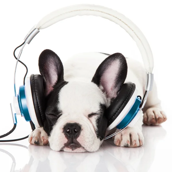 Hund hört Musik — Stockfoto