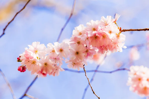 Rosa Blüten blühen — Stockfoto