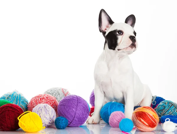 Cachorrinho de bulldog francês — Fotografia de Stock