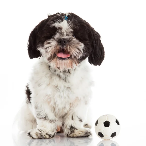 Lindo Shih Tzu — Foto de Stock