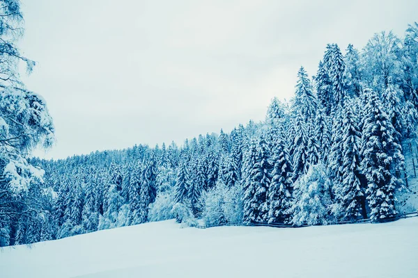 Bäume mit Schnee bedeckt — Stockfoto