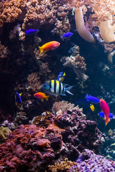 Peces tropicales en los arrecifes de coral —  Fotos de Stock