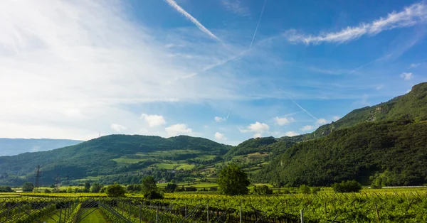 Widok z plantacji winogron, Winnica — Zdjęcie stockowe