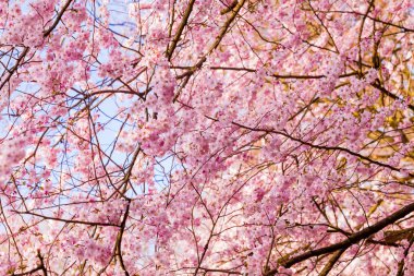 Pembe çiçek çiçeklenme