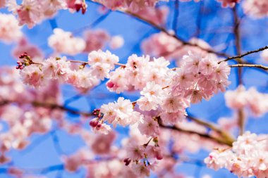 Pembe çiçek çiçeklenme