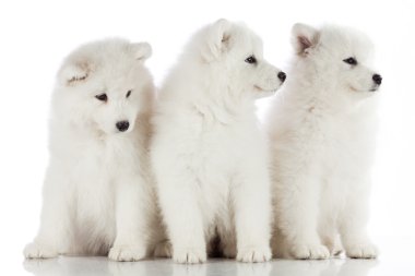 Üç samoyed yavru