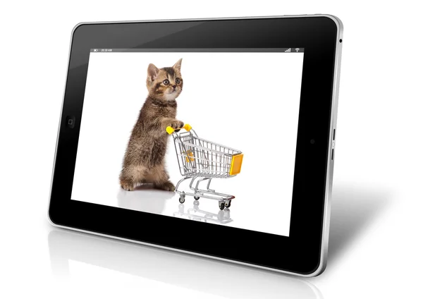 Alışveriş sepeti ile İngiliz kedi — Stok fotoğraf