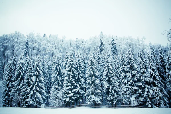 Stromy pokryté sněhem — Stock fotografie