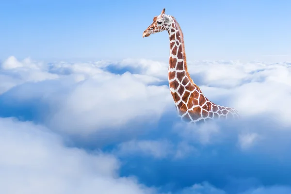 Stor giraff i molnen — Stockfoto