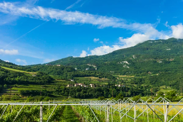 Vista da plantação de uvas, Vinha — Fotografia de Stock