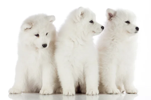 Três cachorros Samoyed — Fotografia de Stock
