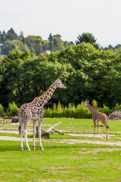 Giraffes in safari park — Stock Photo, Image