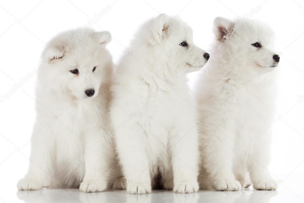 three samoyed puppies