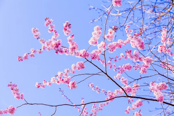 粉红色鲜花盛开 — 图库照片