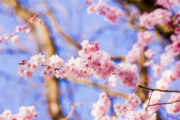 粉红色鲜花盛开 — 图库照片