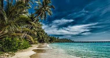 Palmiyeli tropik plaj