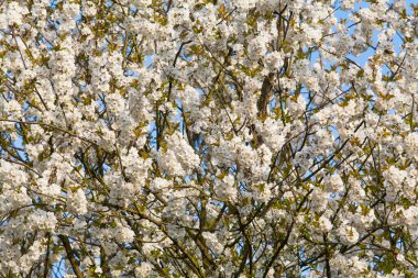 Ağaç dallarındaki çiçekler