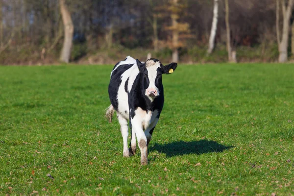 Dairy Cow grazing on meadow. — Stock Photo, Image