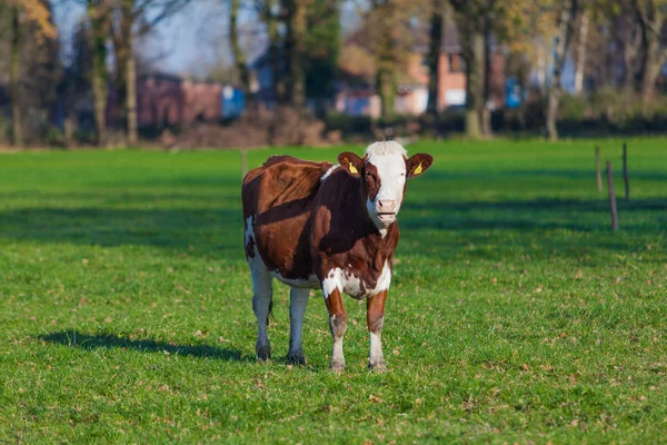 Melkkoe grazen op weide. — Stockfoto