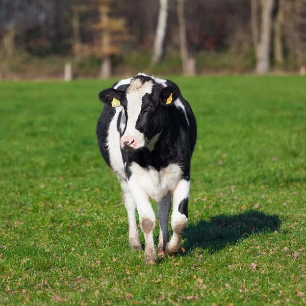 Vacca da latte al pascolo sul prato . — Foto Stock