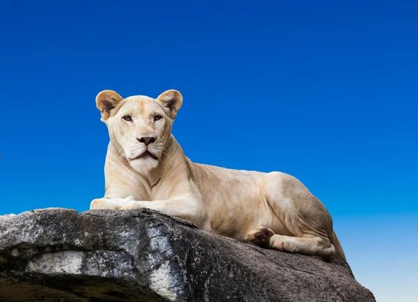 White lioness lying — Stock Photo, Image