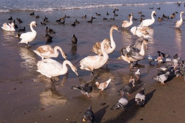Kuğu kıyısında ördekler ile
