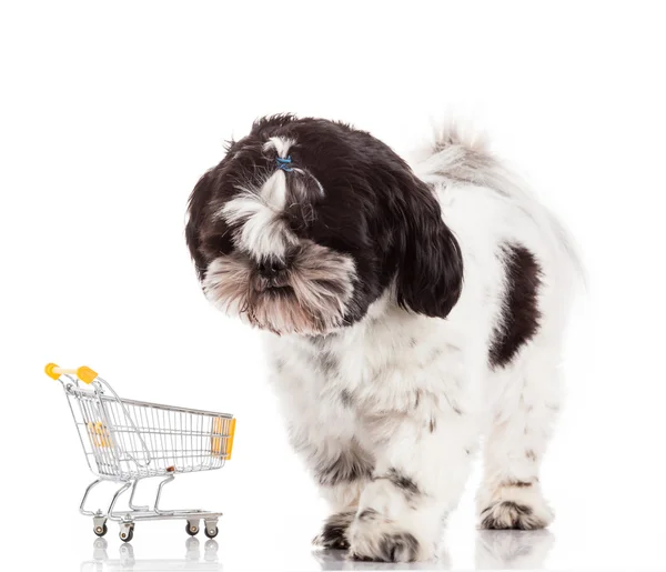 Cão com carrinho de compras — Fotografia de Stock