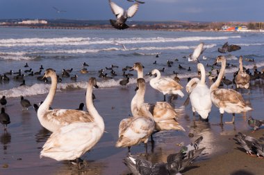 Kuğu kıyısında ördekler ile