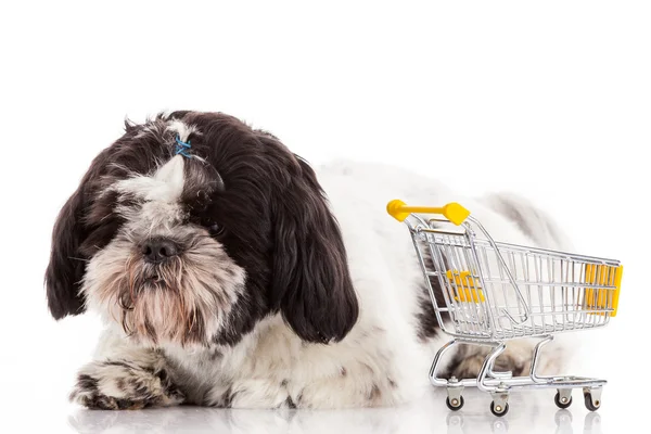 Hond met winkelwagen — Stockfoto