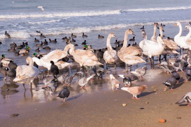 Kuğu kıyısında ördekler ile