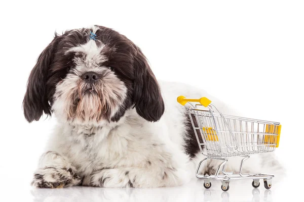 Hond met winkelwagen — Stockfoto