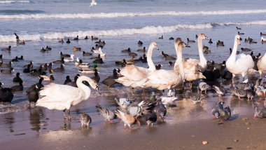 Kuğu kıyısında ördekler ile