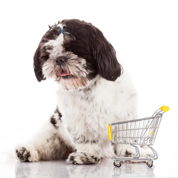 Cão com carrinho de compras — Fotografia de Stock