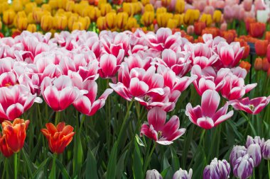 güzel bahar laleler