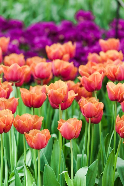 美丽的春天的郁金香 — 图库照片