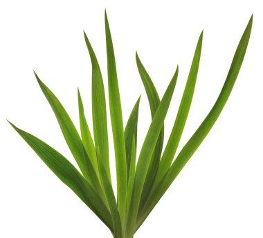 bahar Iris bırakır