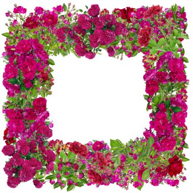 İzole pembe güller fotoğraf çerçevesi