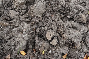 Kökleri toprak arka planda