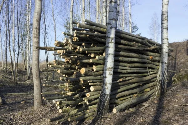 Nettoyage écologique du bois de bouleau — Photo