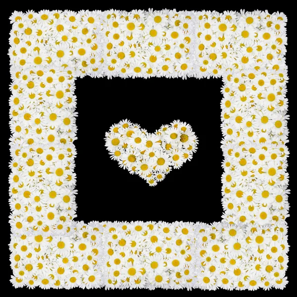 Love frame from white daisies flowers — Stock Photo, Image
