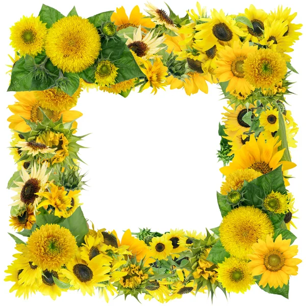 Square summer sunflowers frame — Stock Photo, Image