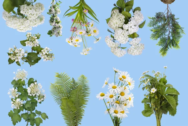 Gentle spring plants isolated on cyan — Stock Image Gentle spring plants isolated on cyan Royalty Free Stock Photos