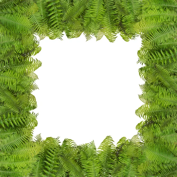 Fern Halloween autumn photo frame — Stock Photo, Image